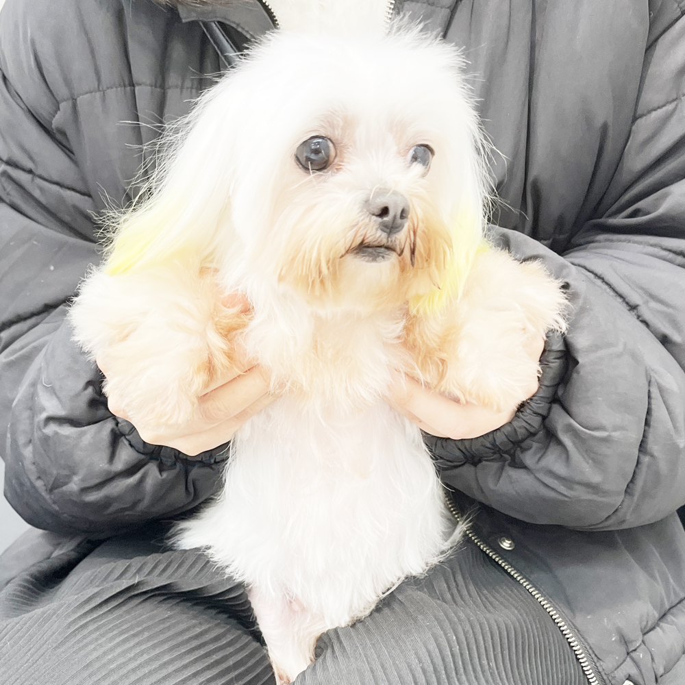 モデル犬の新しいおうちが決まりました！PART②